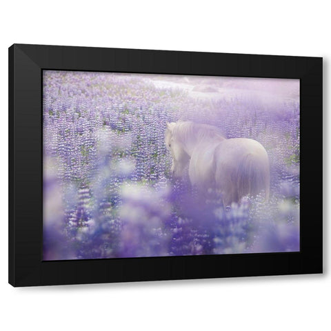Horse in Lavender IV Black Modern Wood Framed Art Print with Double Matting by PHBurchett