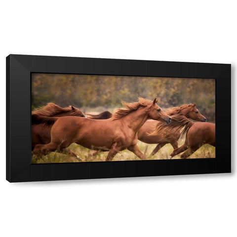 Horse Run VI Black Modern Wood Framed Art Print with Double Matting by PHBurchett