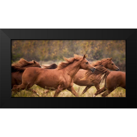 Horse Run VI Black Modern Wood Framed Art Print by PHBurchett