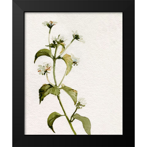 White Antique Wildflower I Black Modern Wood Framed Art Print by Caroline, Emma