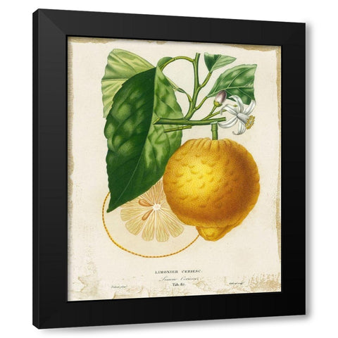 French Lemon I Black Modern Wood Framed Art Print with Double Matting by Studio W