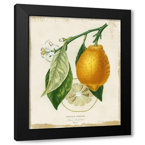 French Lemon II Black Modern Wood Framed Art Print by Studio W
