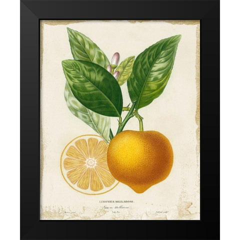 French Lemon III Black Modern Wood Framed Art Print by Studio W