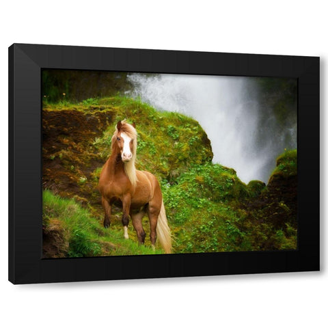 Collection of Horses I Black Modern Wood Framed Art Print by PHBurchett