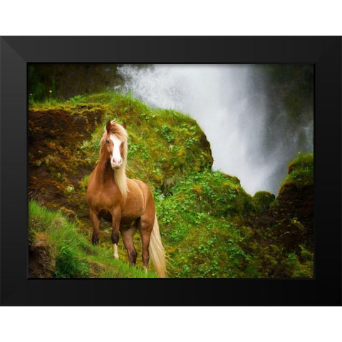 Collection of Horses I Black Modern Wood Framed Art Print by PHBurchett