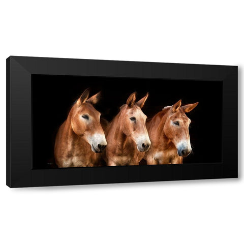 Collection of Horses IV Black Modern Wood Framed Art Print by PHBurchett