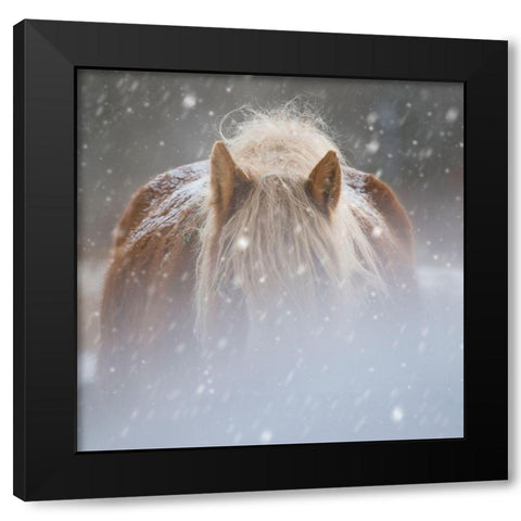 Collection of Horses V Black Modern Wood Framed Art Print by PHBurchett