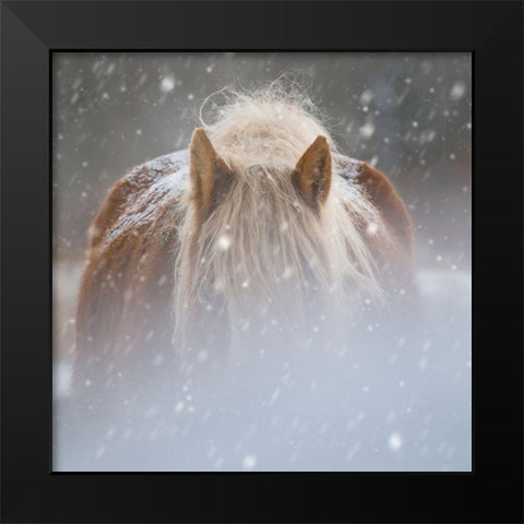 Collection of Horses V Black Modern Wood Framed Art Print by PHBurchett