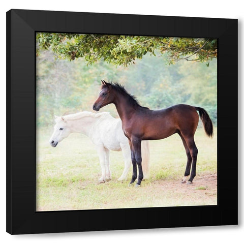 Collection of Horses VII Black Modern Wood Framed Art Print with Double Matting by PHBurchett
