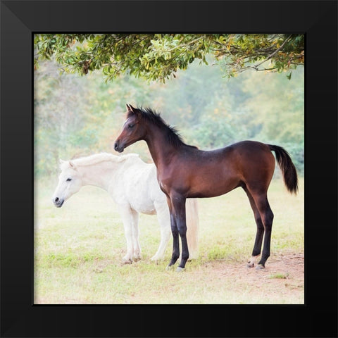 Collection of Horses VII Black Modern Wood Framed Art Print by PHBurchett