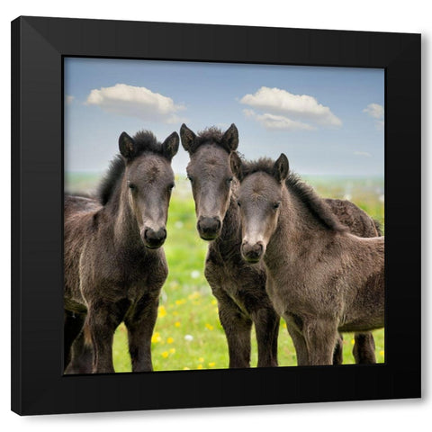 Collection of Horses IX Black Modern Wood Framed Art Print with Double Matting by PHBurchett