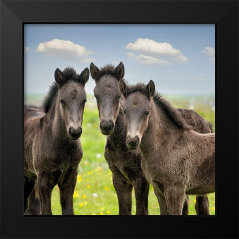 Collection of Horses IX Black Modern Wood Framed Art Print by PHBurchett