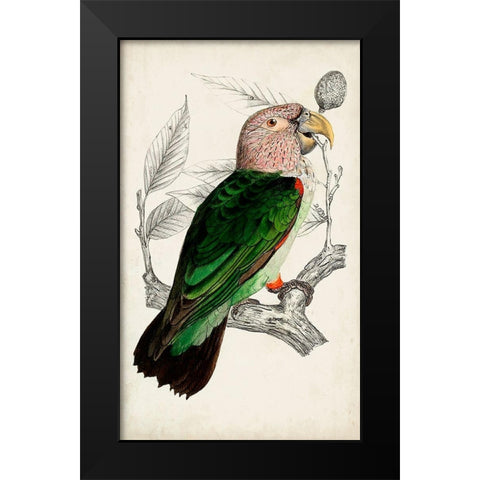 Antique Parrot Pair I Black Modern Wood Framed Art Print by Unknown