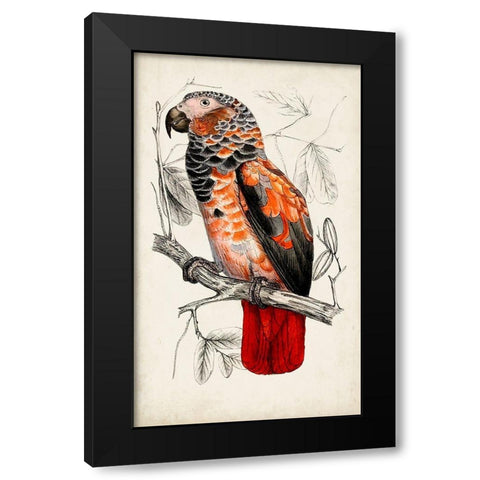 Antique Parrot Pair II Black Modern Wood Framed Art Print by Unknown
