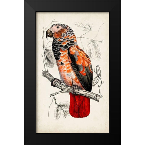 Antique Parrot Pair II Black Modern Wood Framed Art Print by Unknown