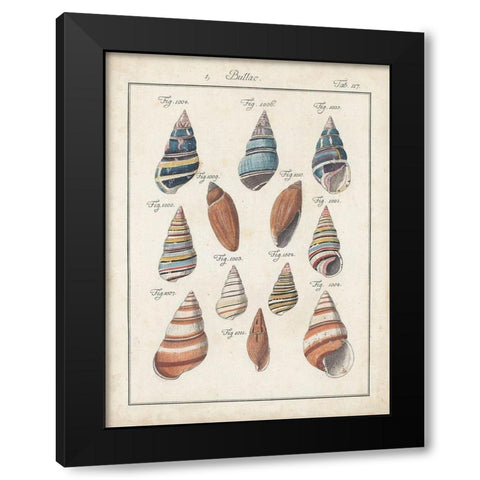 Antique Shell Pair I Black Modern Wood Framed Art Print with Double Matting by Deseve, Jacques