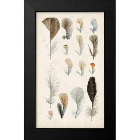 Antique Bird Feathers I Black Modern Wood Framed Art Print by Unknown