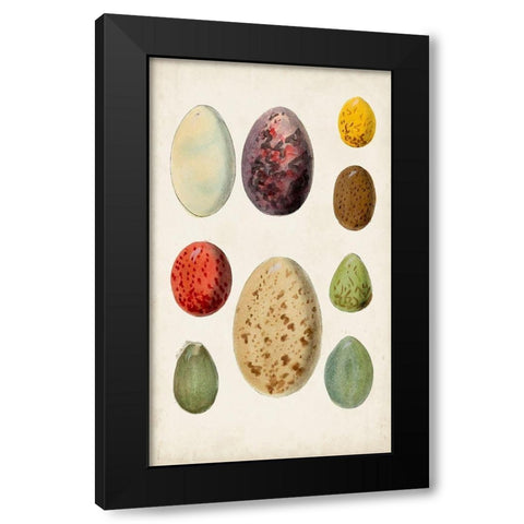 Antique Bird Eggs I Black Modern Wood Framed Art Print by Unknown