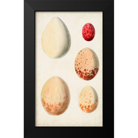 Antique Bird Eggs III Black Modern Wood Framed Art Print by Unknown