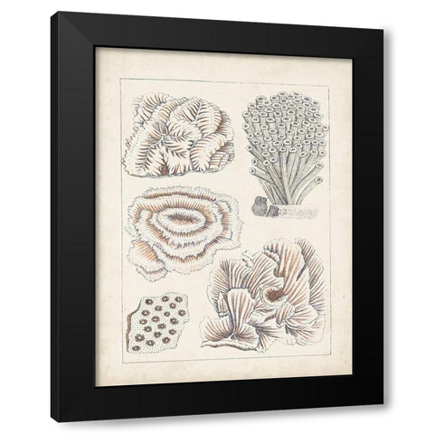 Antique White Coral I Black Modern Wood Framed Art Print with Double Matting by Vision Studio