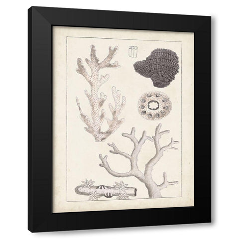 Antique White Coral II Black Modern Wood Framed Art Print with Double Matting by Vision Studio