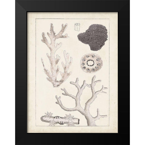 Antique White Coral II Black Modern Wood Framed Art Print by Vision Studio