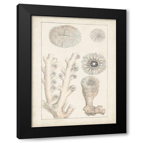 Antique White Coral III Black Modern Wood Framed Art Print with Double Matting by Vision Studio