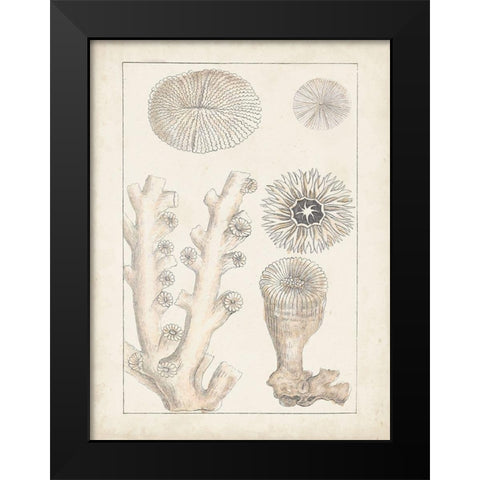 Antique White Coral III Black Modern Wood Framed Art Print by Vision Studio