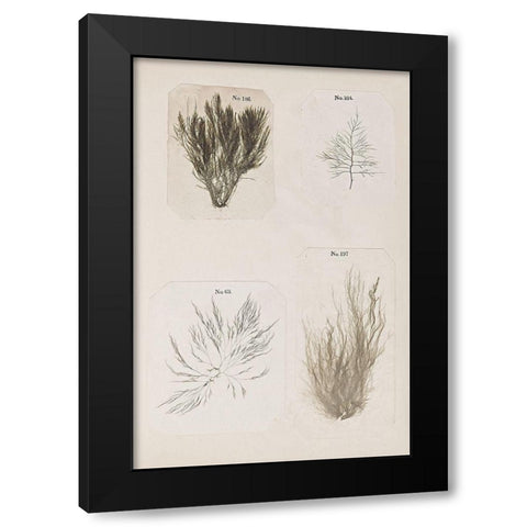 Coral Collage I Black Modern Wood Framed Art Print with Double Matting by Vision Studio