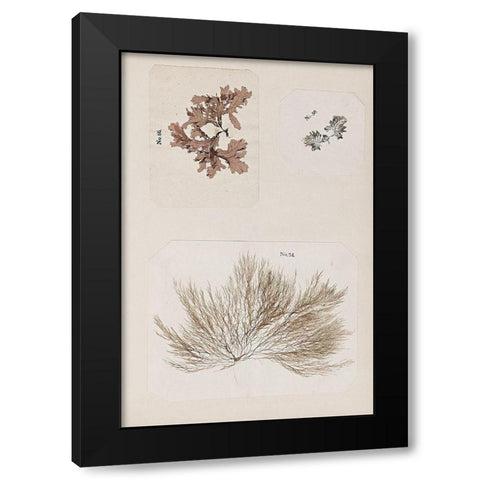 Coral Collage II Black Modern Wood Framed Art Print with Double Matting by Vision Studio