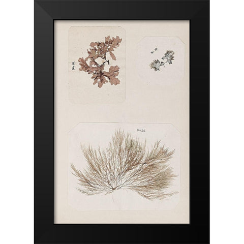 Coral Collage II Black Modern Wood Framed Art Print by Vision Studio