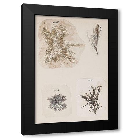 Coral Collage III Black Modern Wood Framed Art Print with Double Matting by Vision Studio