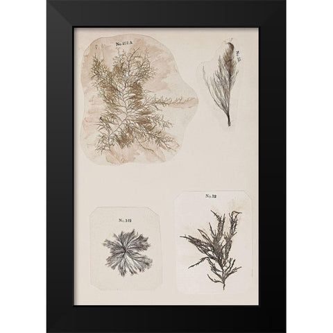 Coral Collage III Black Modern Wood Framed Art Print by Vision Studio