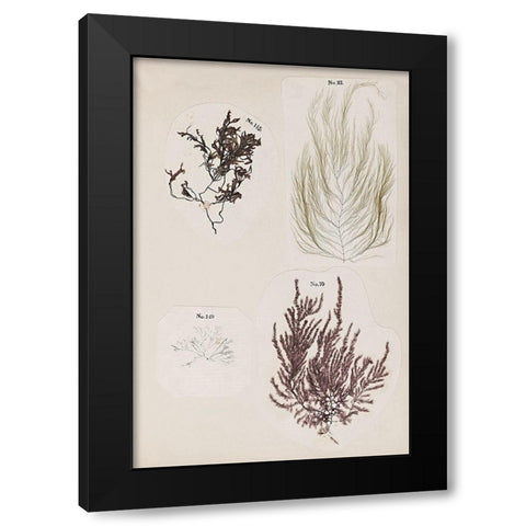 Coral Collage IV Black Modern Wood Framed Art Print with Double Matting by Vision Studio