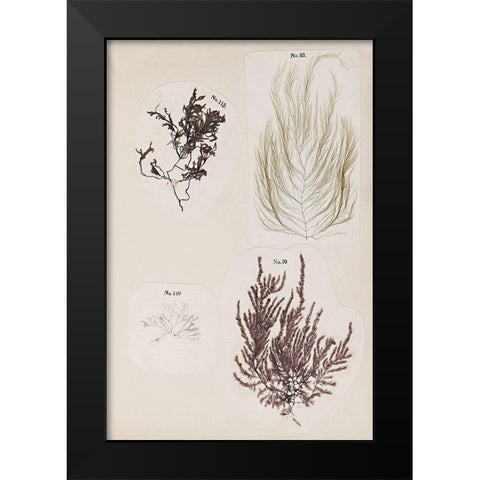 Coral Collage IV Black Modern Wood Framed Art Print by Vision Studio