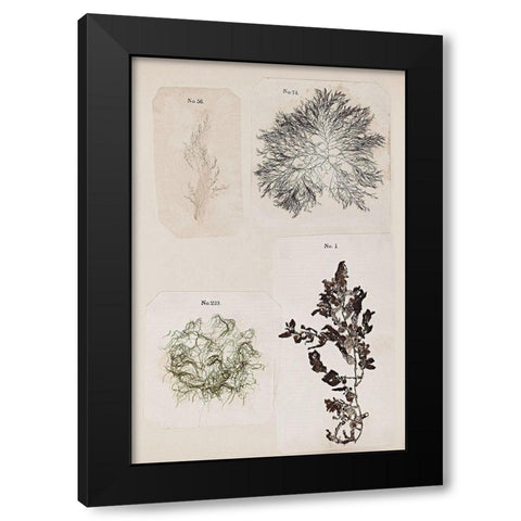 Coral Collage V Black Modern Wood Framed Art Print with Double Matting by Vision Studio