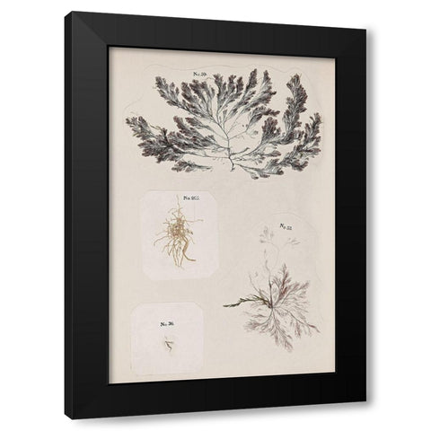 Coral Collage VI Black Modern Wood Framed Art Print with Double Matting by Vision Studio