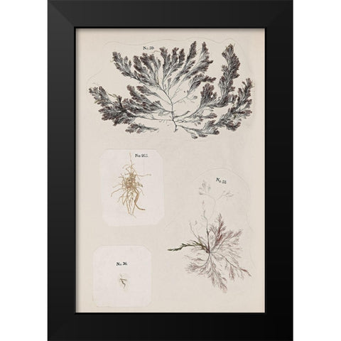 Coral Collage VI Black Modern Wood Framed Art Print by Vision Studio