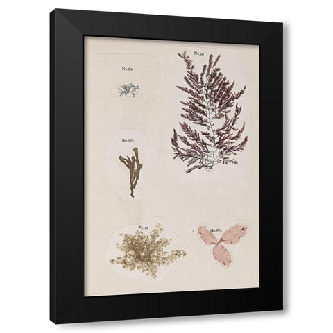 Coral Collage VII Black Modern Wood Framed Art Print with Double Matting by Vision Studio