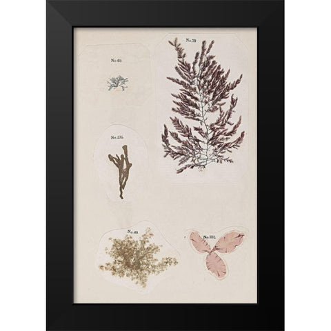 Coral Collage VII Black Modern Wood Framed Art Print by Vision Studio