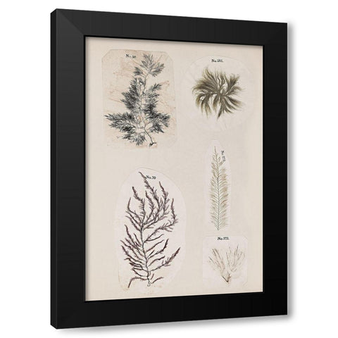 Coral Collage VIII Black Modern Wood Framed Art Print with Double Matting by Vision Studio