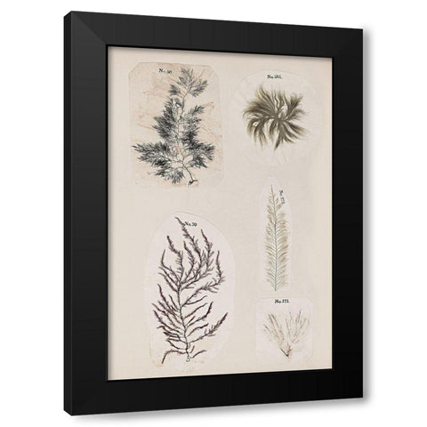Coral Collage VIII Black Modern Wood Framed Art Print by Vision Studio