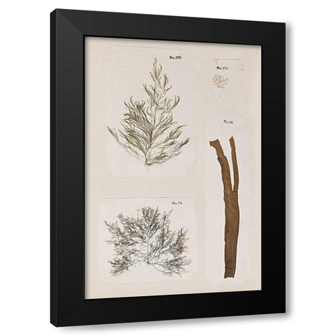 Coral Collage IX Black Modern Wood Framed Art Print with Double Matting by Vision Studio