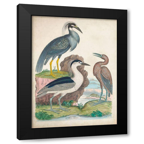 Antique Heron and Waterbirds I Black Modern Wood Framed Art Print by Unknown