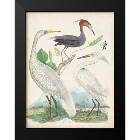 Antique Heron and Waterbirds III Black Modern Wood Framed Art Print by Unknown
