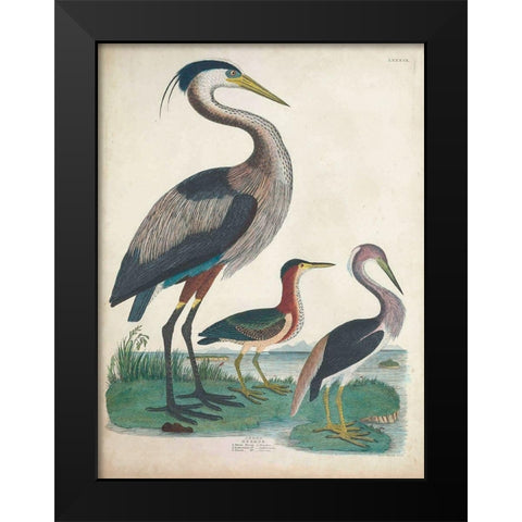 Antique Heron and Waterbirds IV Black Modern Wood Framed Art Print by Unknown