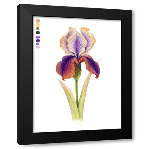 Rainbow Iris I Black Modern Wood Framed Art Print by Popp, Grace