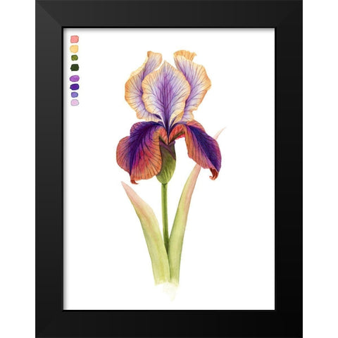 Rainbow Iris I Black Modern Wood Framed Art Print by Popp, Grace