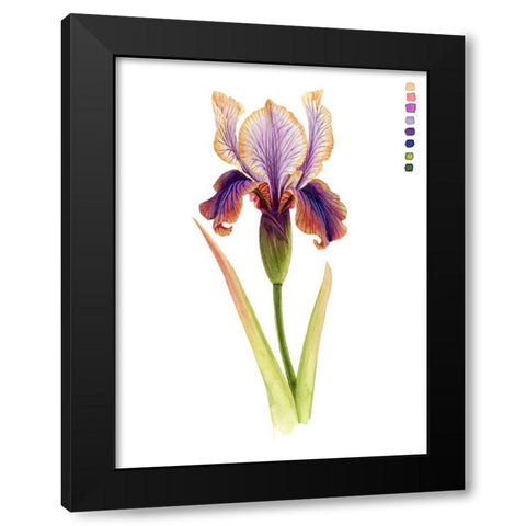 Rainbow Iris II Black Modern Wood Framed Art Print with Double Matting by Popp, Grace