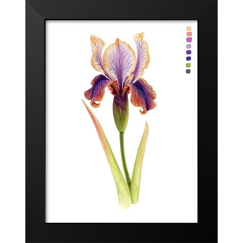 Rainbow Iris II Black Modern Wood Framed Art Print by Popp, Grace